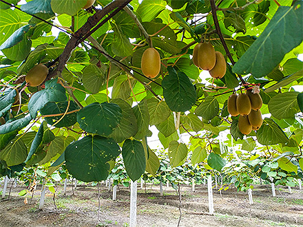 开云电竞平台基地展示三